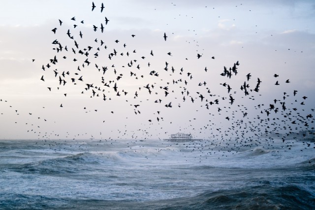 Stormy Seas and Starling Murmuration