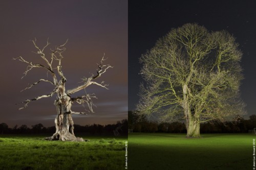 Trees by night by Jean-Luc Brouard